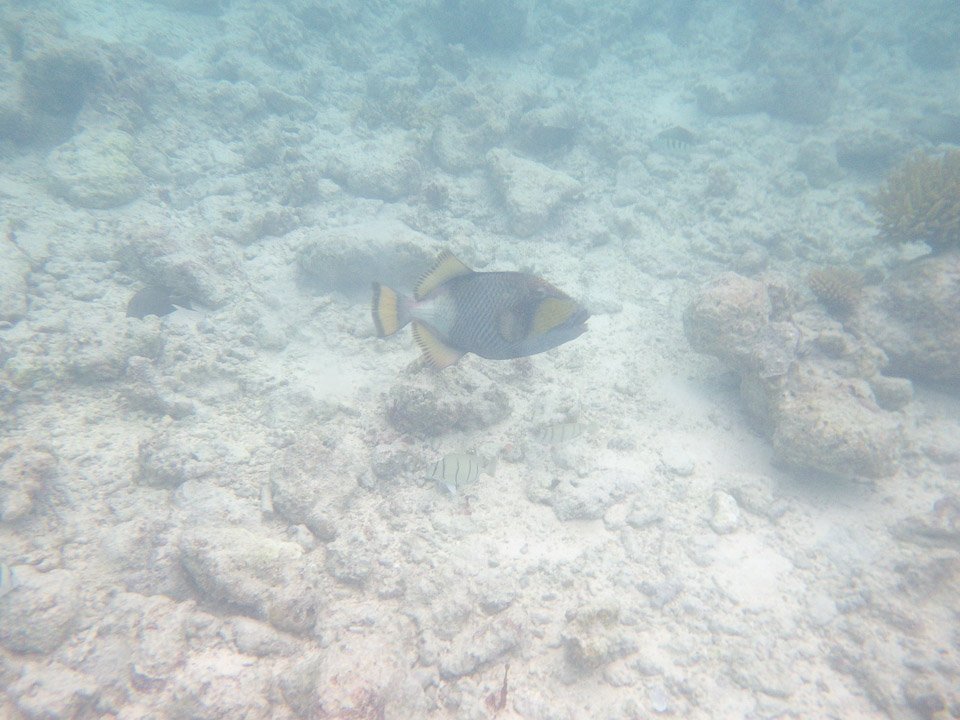 IMGP1812.jpg Sous l eau - Rangiroa - Copyright : See Otherwise 2012 - 2026